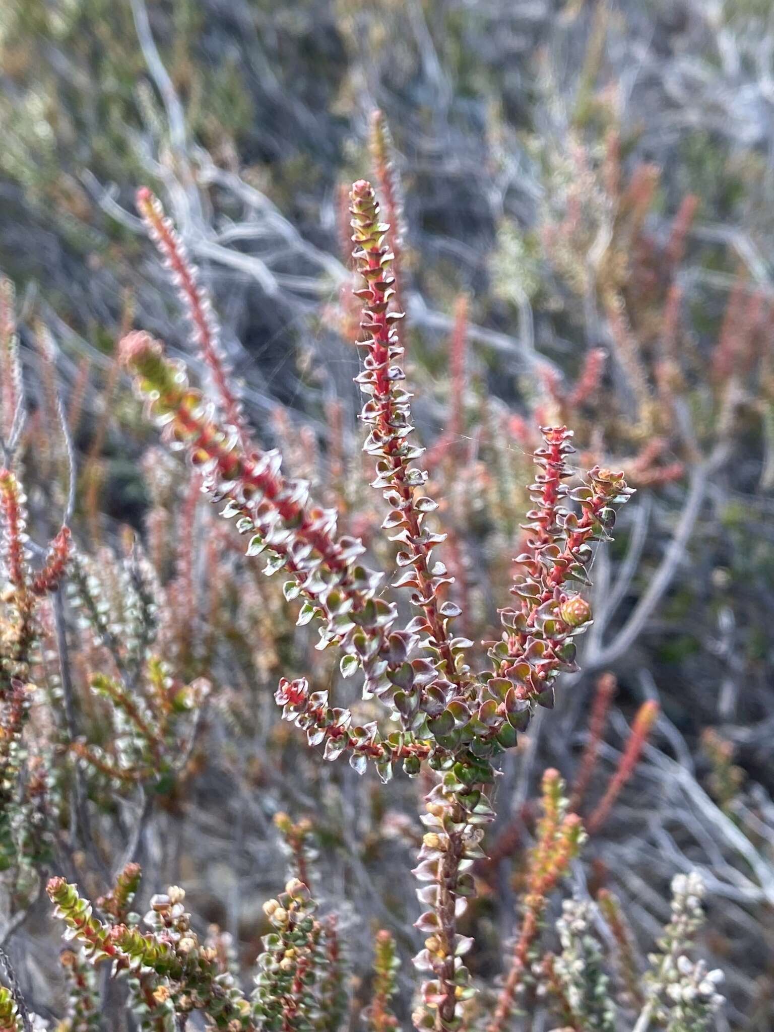 Imagem de Epacris microphylla R. Br.