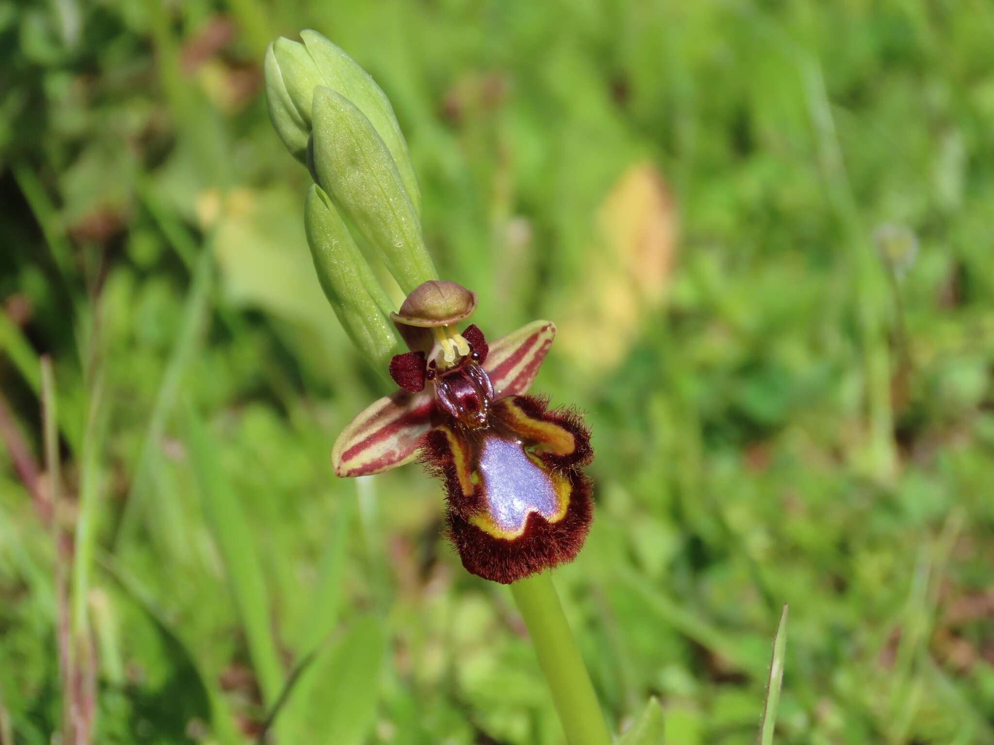 Image of Ophrys speculum subsp. speculum