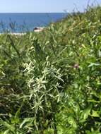 Image of Ornithogalum sphaerocarpum A. Kern.