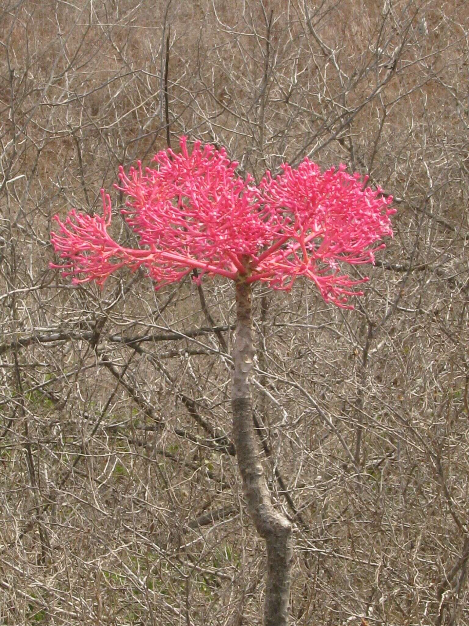 Image of Vasconcellea parviflora A. DC.