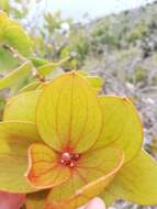 Image of Hakea elliptica (Sm.) R. Br.