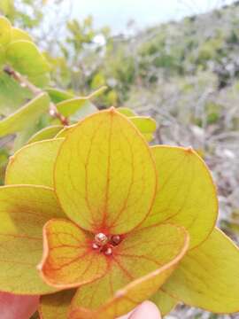 Hakea elliptica (Sm.) R. Br.的圖片