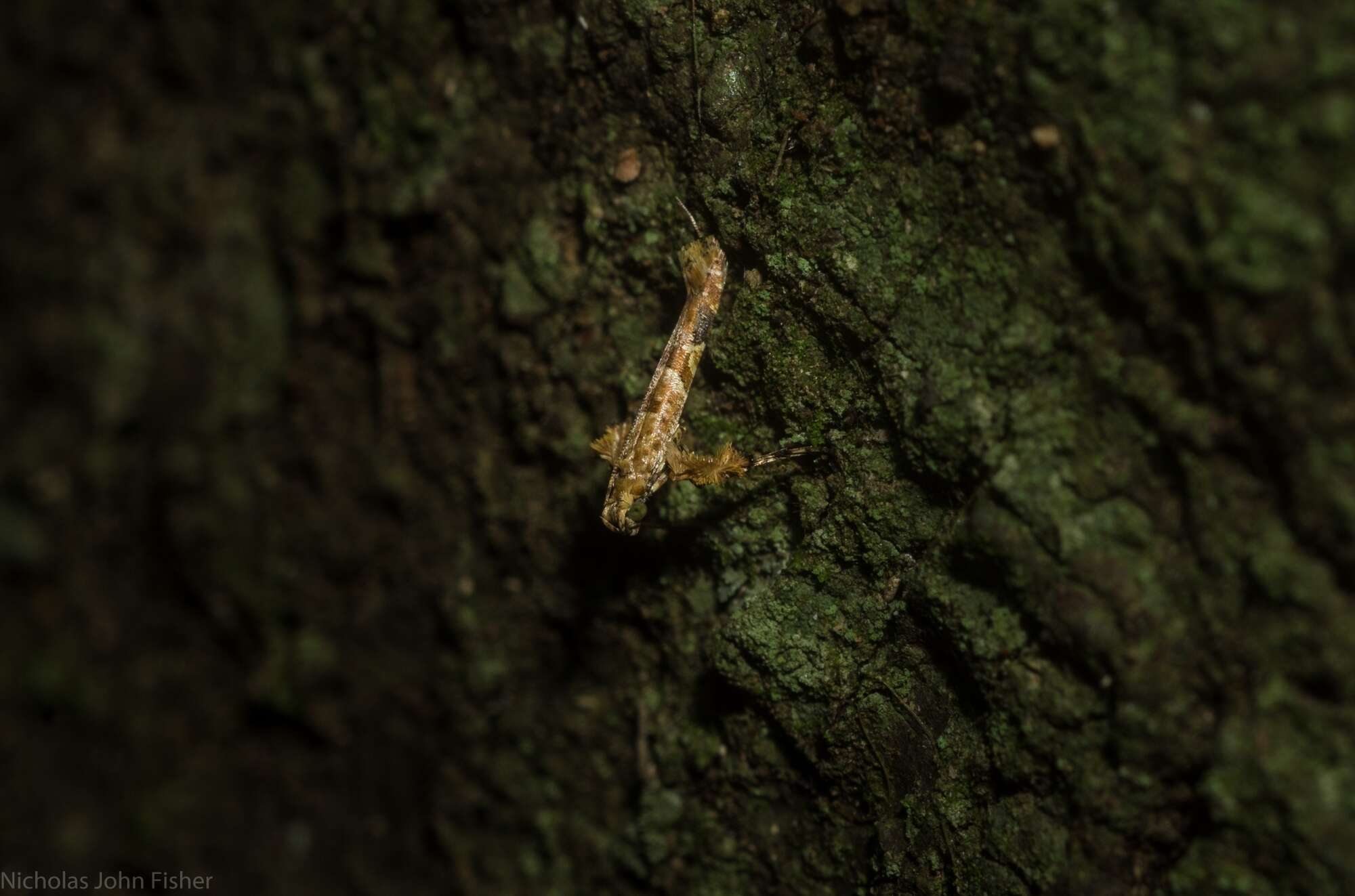 Imagem de Caloptilia plagata (Stainton 1862)