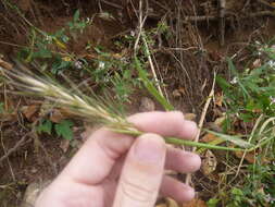 Image of Elymus virginicus var. virginicus