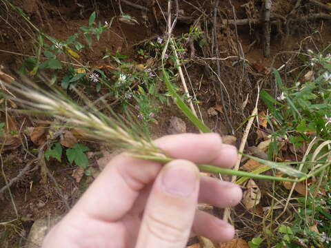 Image of Elymus virginicus var. virginicus