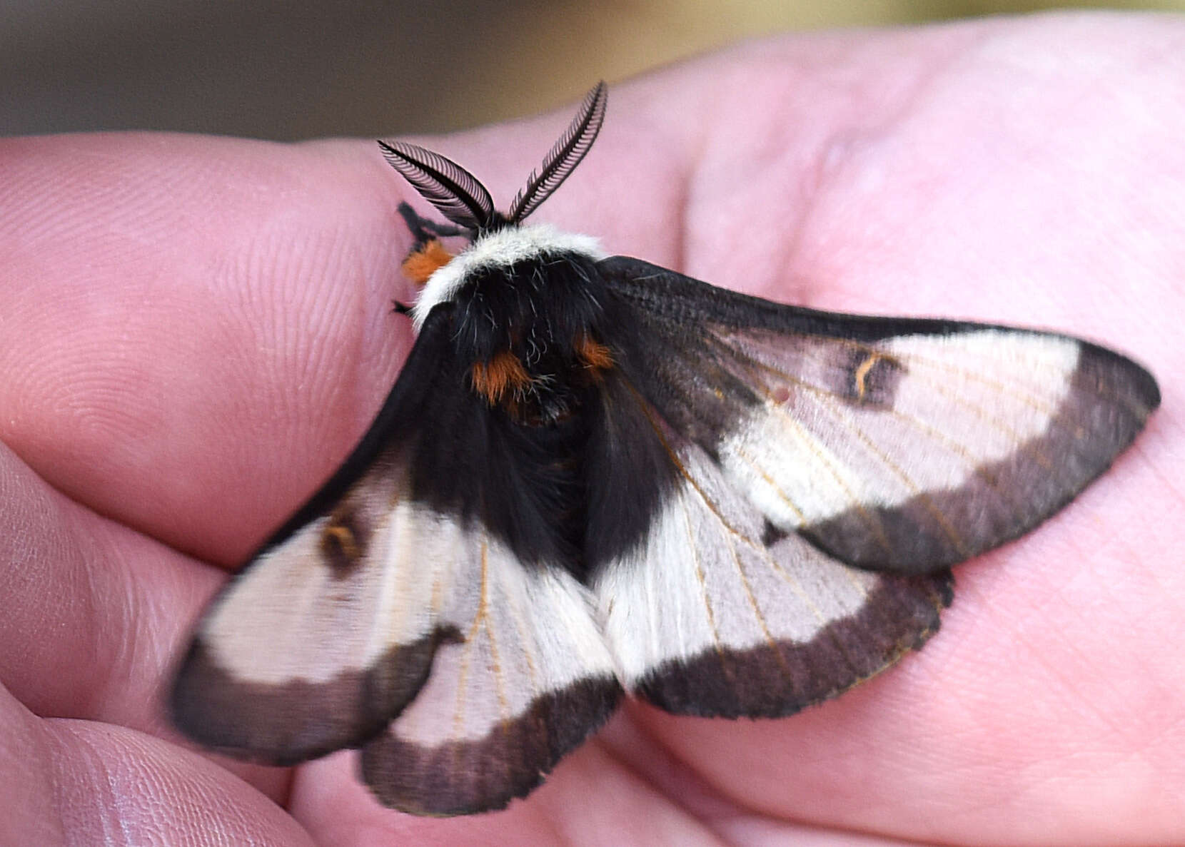 Image of Nevada Buckmoth