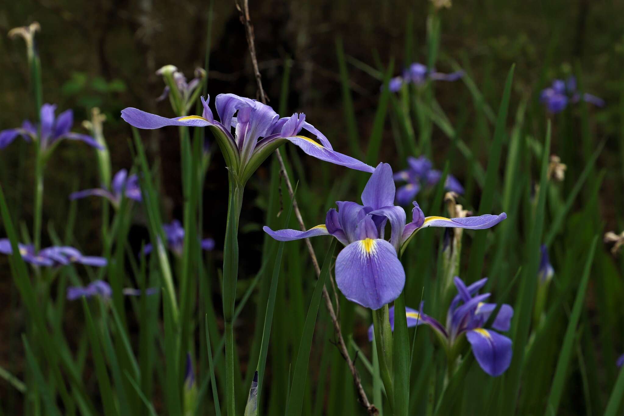 Image of giant blue iris