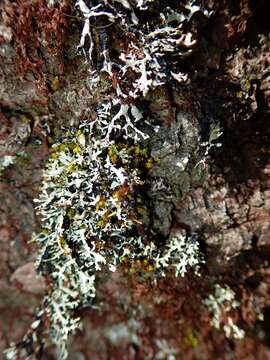 Image of Brownish monk's-hood lichen