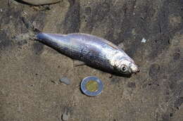 Image of Alewife