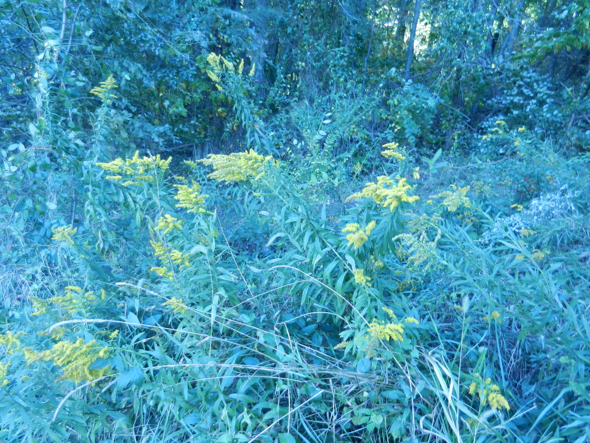 Image of Canada goldenrod