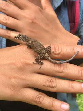 Image de Anolis sulcifrons Cope 1899