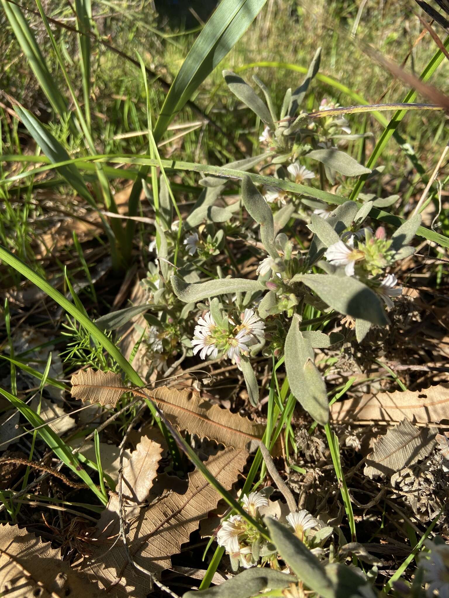 Image of Scaevola canescens Benth.