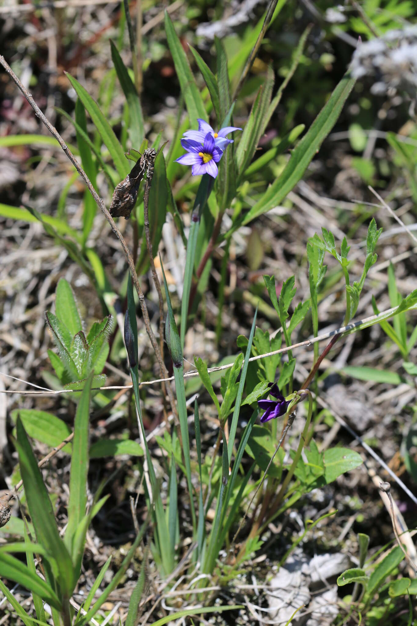 Image of northern blue-eyed grass