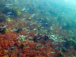 Image of Blue gudgeon