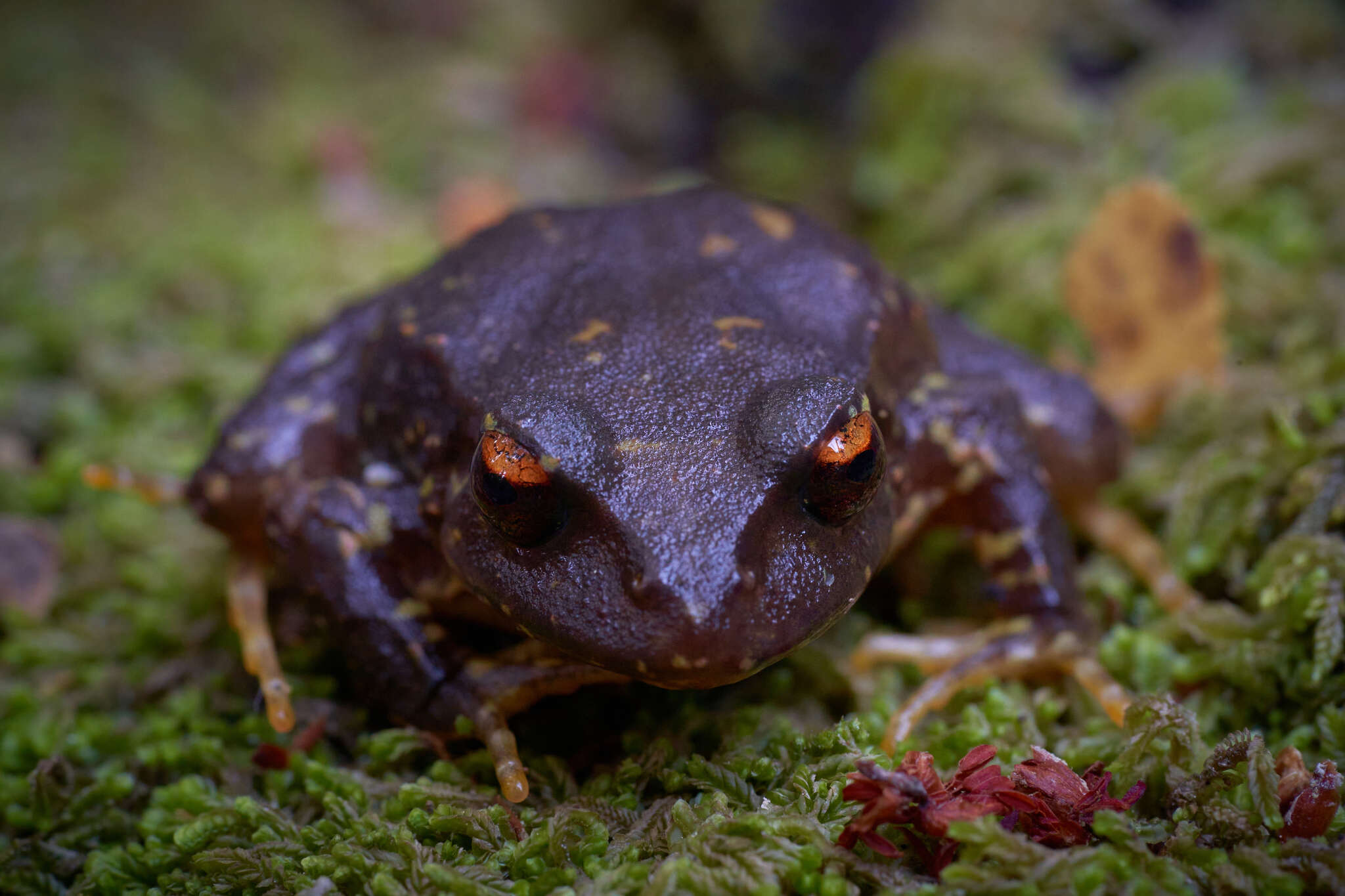 Image of Eupsophus contulmoensis Ortiz, Ibarra-Vidal & Formas 1989