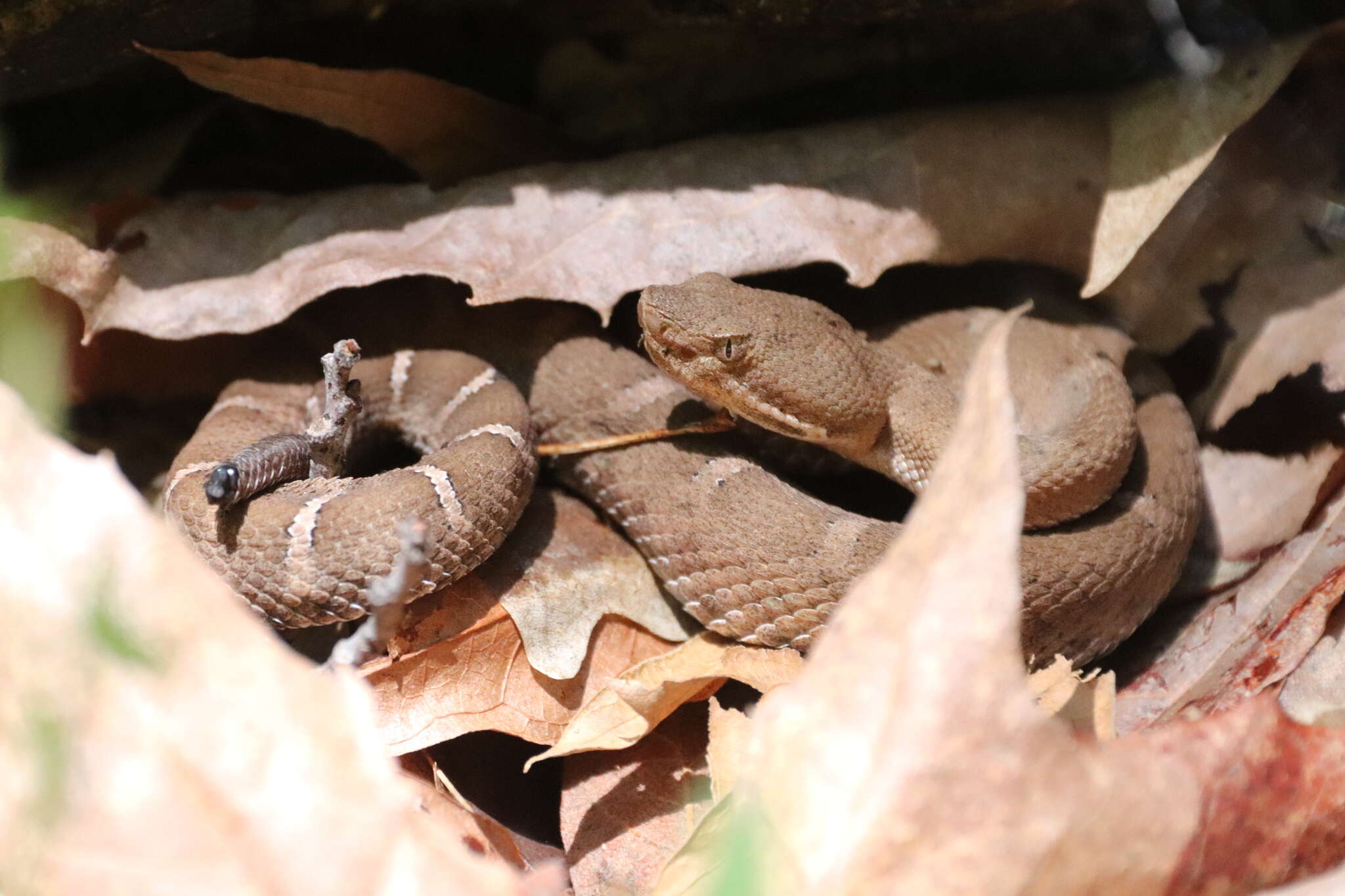 Image of Arizona ridge-nosed rattlesnake