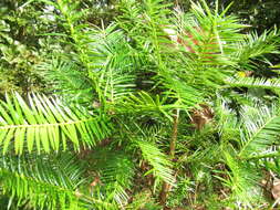 Image of Florida Nutmeg Tree