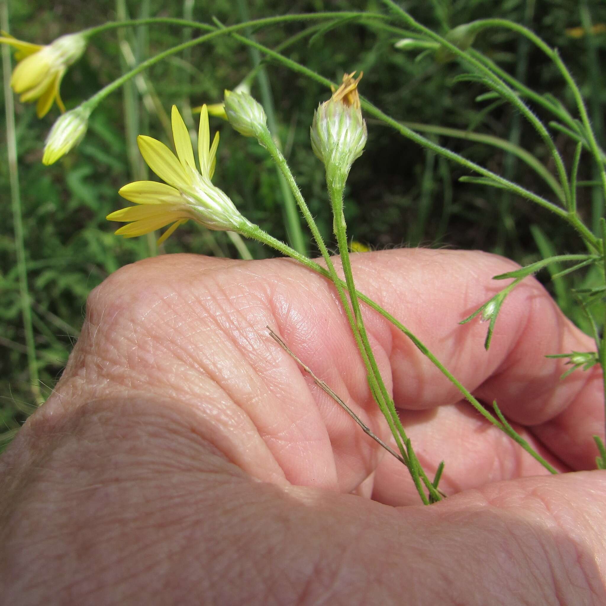 Imagem de Croptilon divaricatum (Nutt.) Rafin.