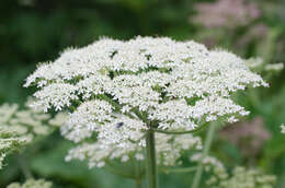 Image of Heracleum sphondylium subsp. pyrenaicum (Lam.) Bonnier & Layens