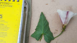 Image of Pacific false bindweed