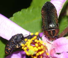 Image of Acmaeodera viridaenea (De Geer 1778)