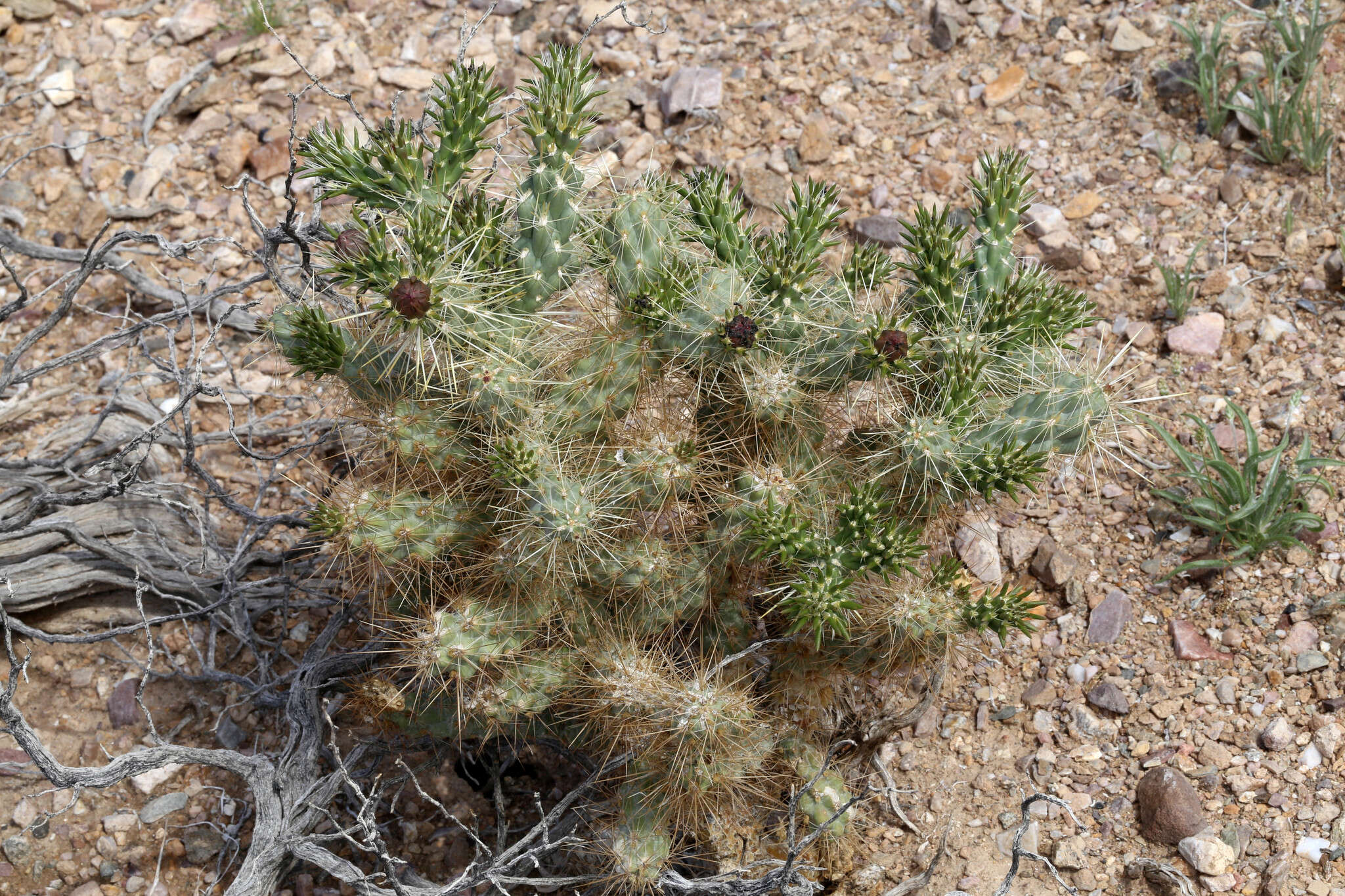 Image of Wiggins' cholla