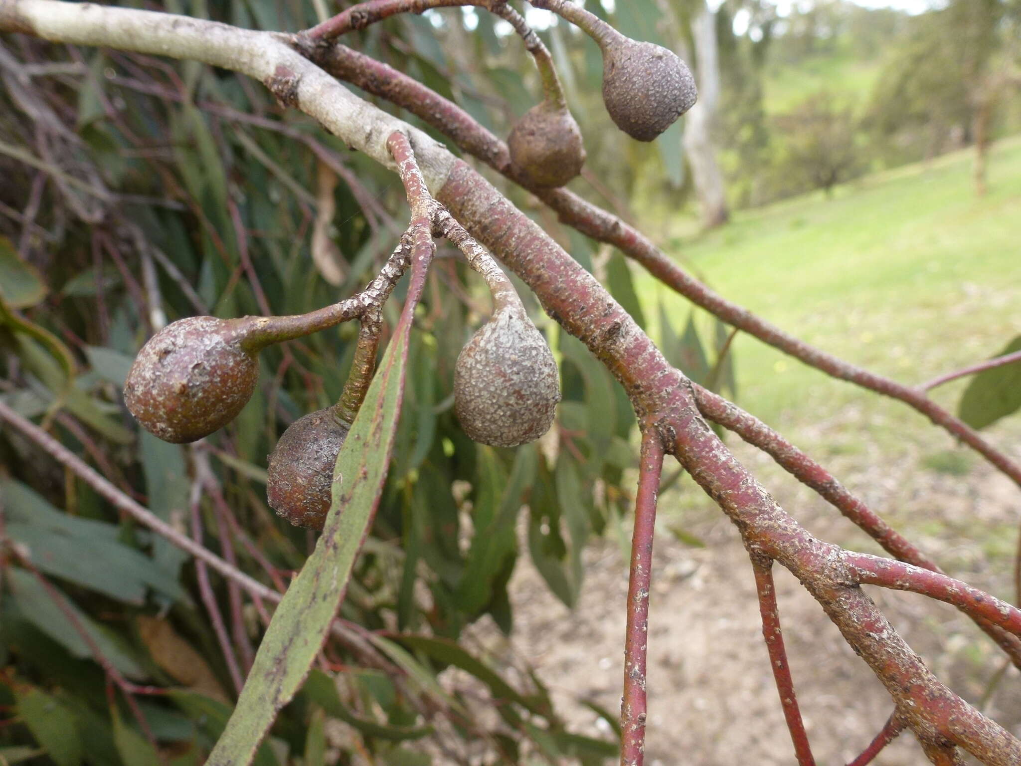 Image de Eucalyptus leucoxylon subsp. leucoxylon