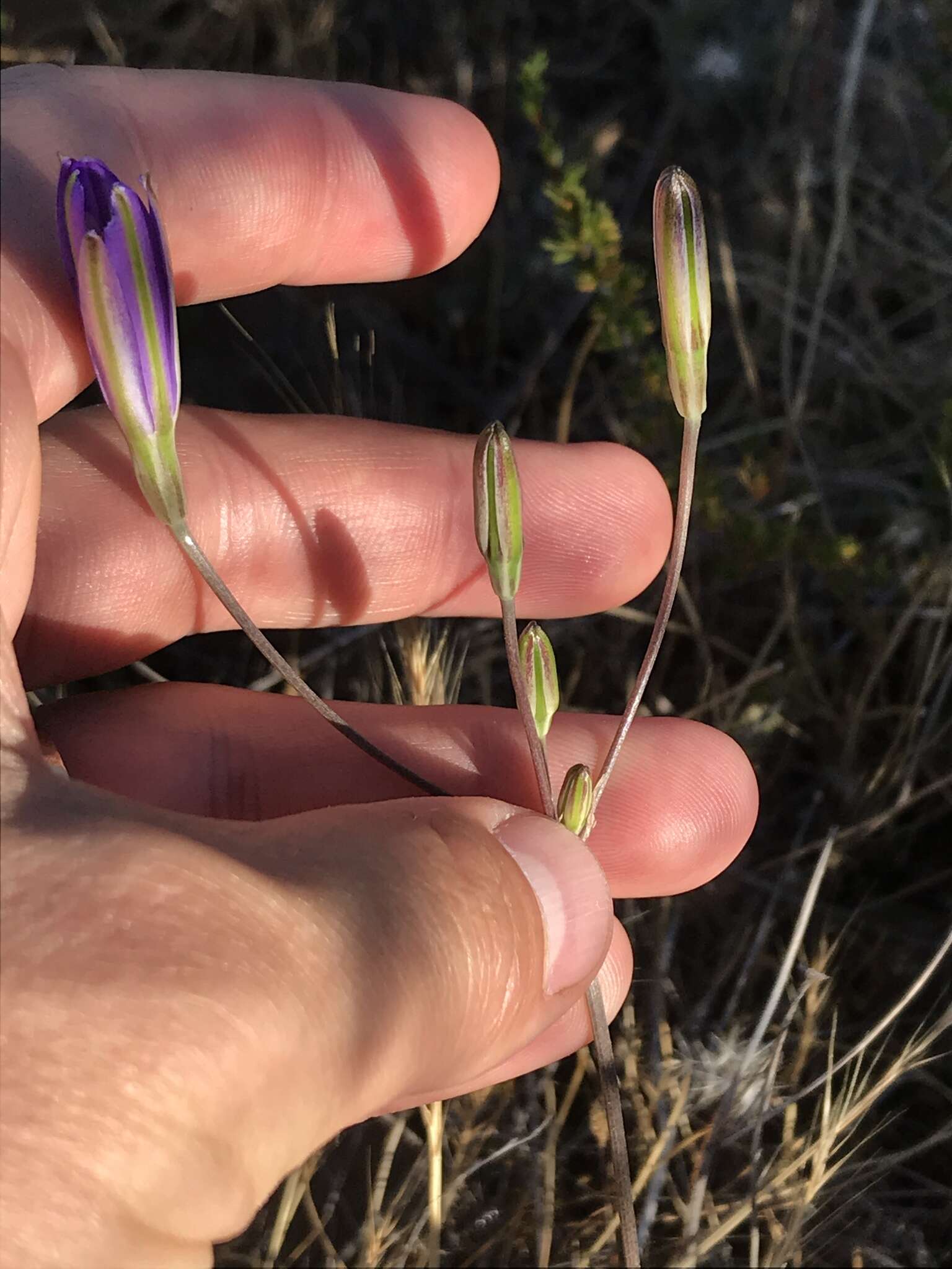 Image of California brodiaea