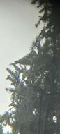 Image of Dendrocopos major pinetorum (Brehm & CL 1831)