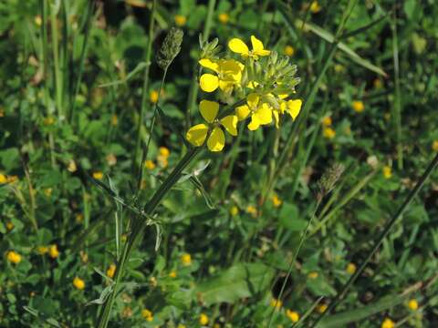 صورة Erysimum maremmanum