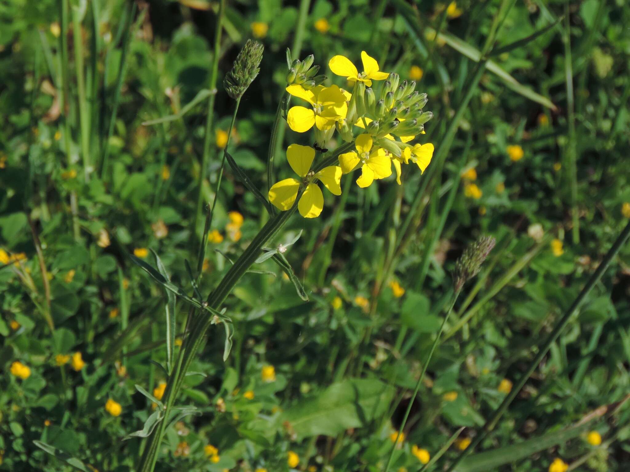 صورة Erysimum maremmanum