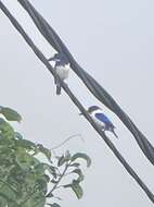 Image of Blue-and-white Kingfisher