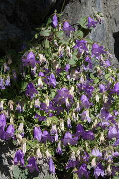 Imagem de Campanula kolenatiana C. A. Mey. ex Rupr.