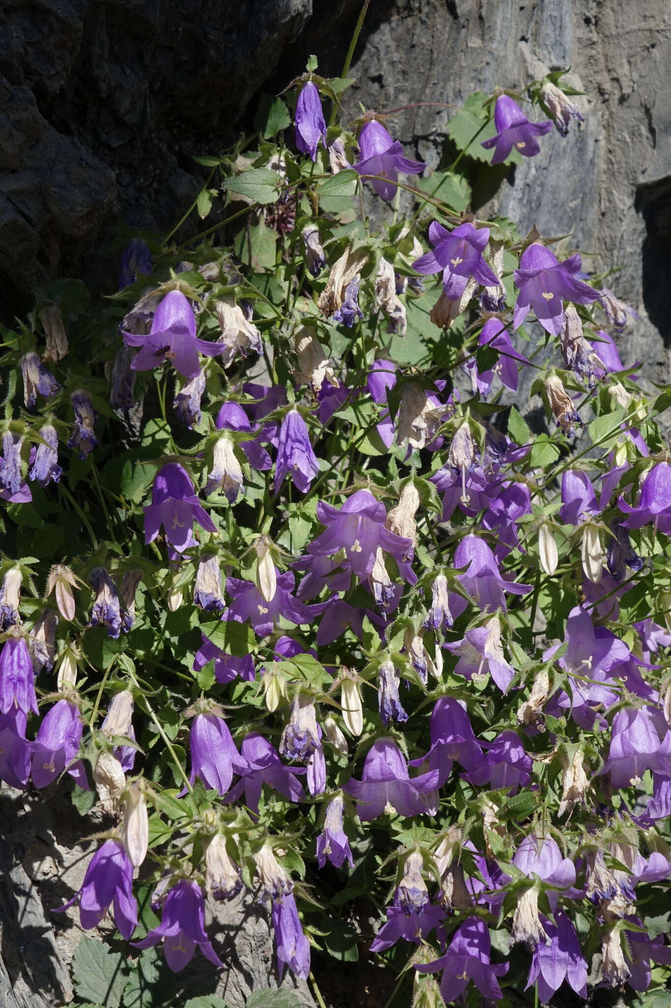 Image of Campanula kolenatiana C. A. Mey. ex Rupr.