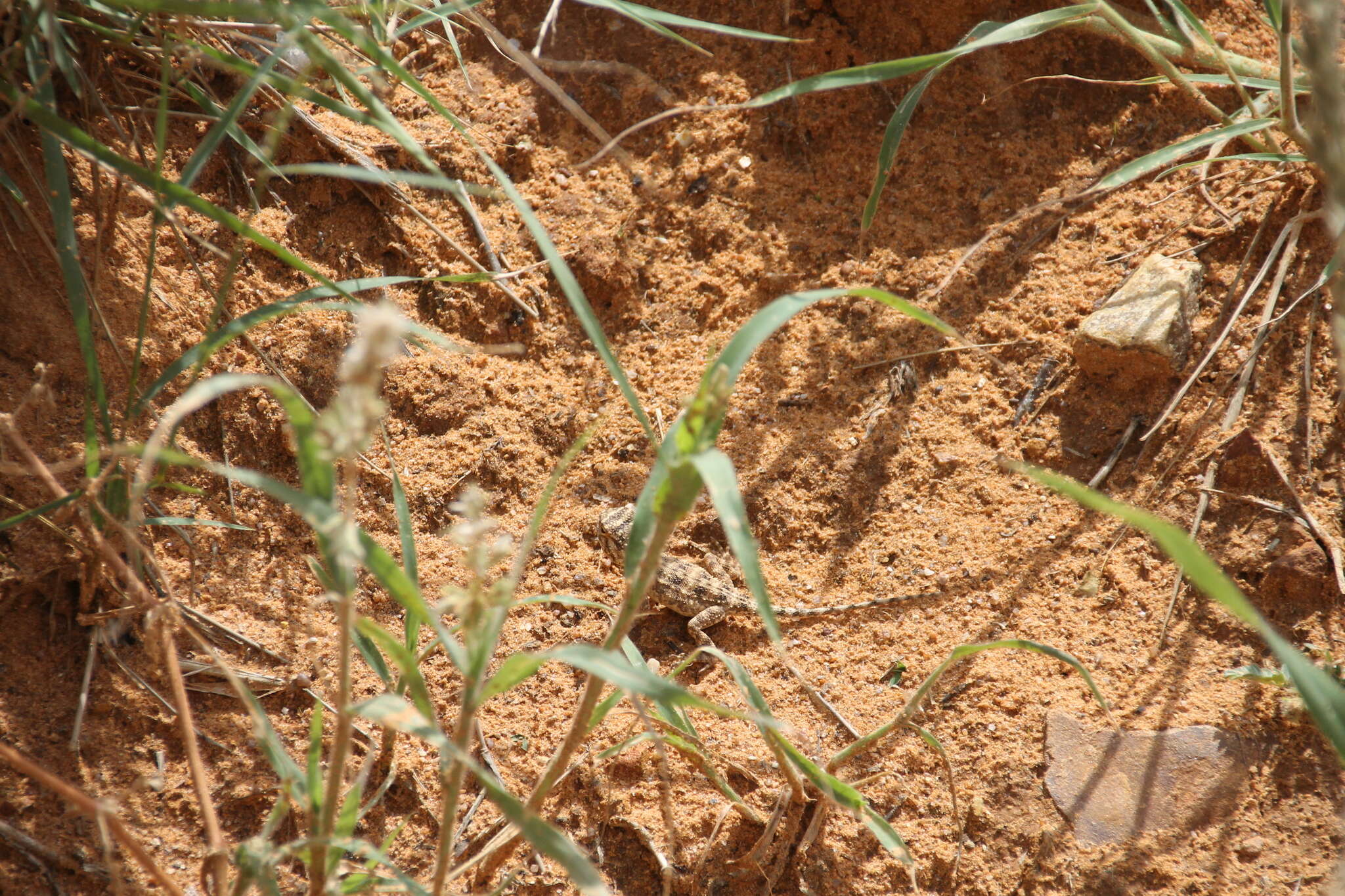 Image of Common Spiny Agama