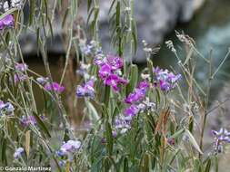 Image of Collaea argentina Griseb.