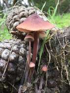 Mycena purpureofusca (Peck) Sacc. 1887 resmi