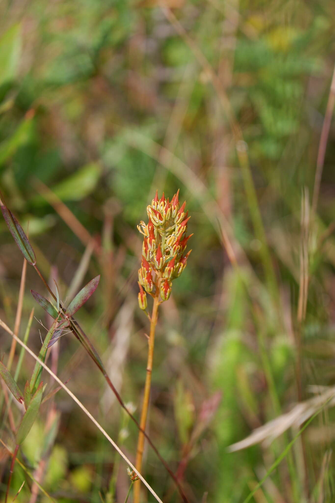 Image of yellow asphodel