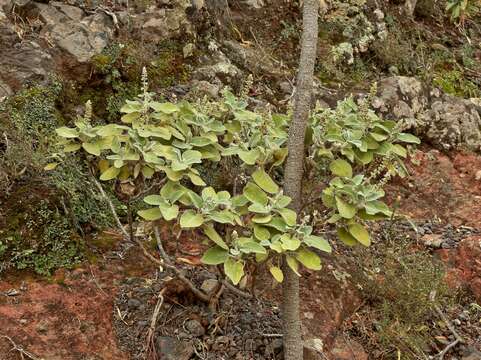 Imagem de Sideritis cretica L.