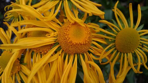 Image of Hymenoxys pinetorum (Standl.) M. W. Bierner