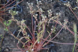 Image of streambank springbeauty