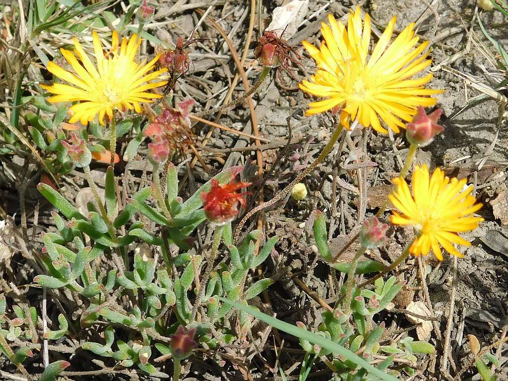 Image of Drosanthemum flavum (Haw.) Schwant.