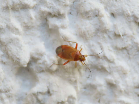 Image of Leaf bug