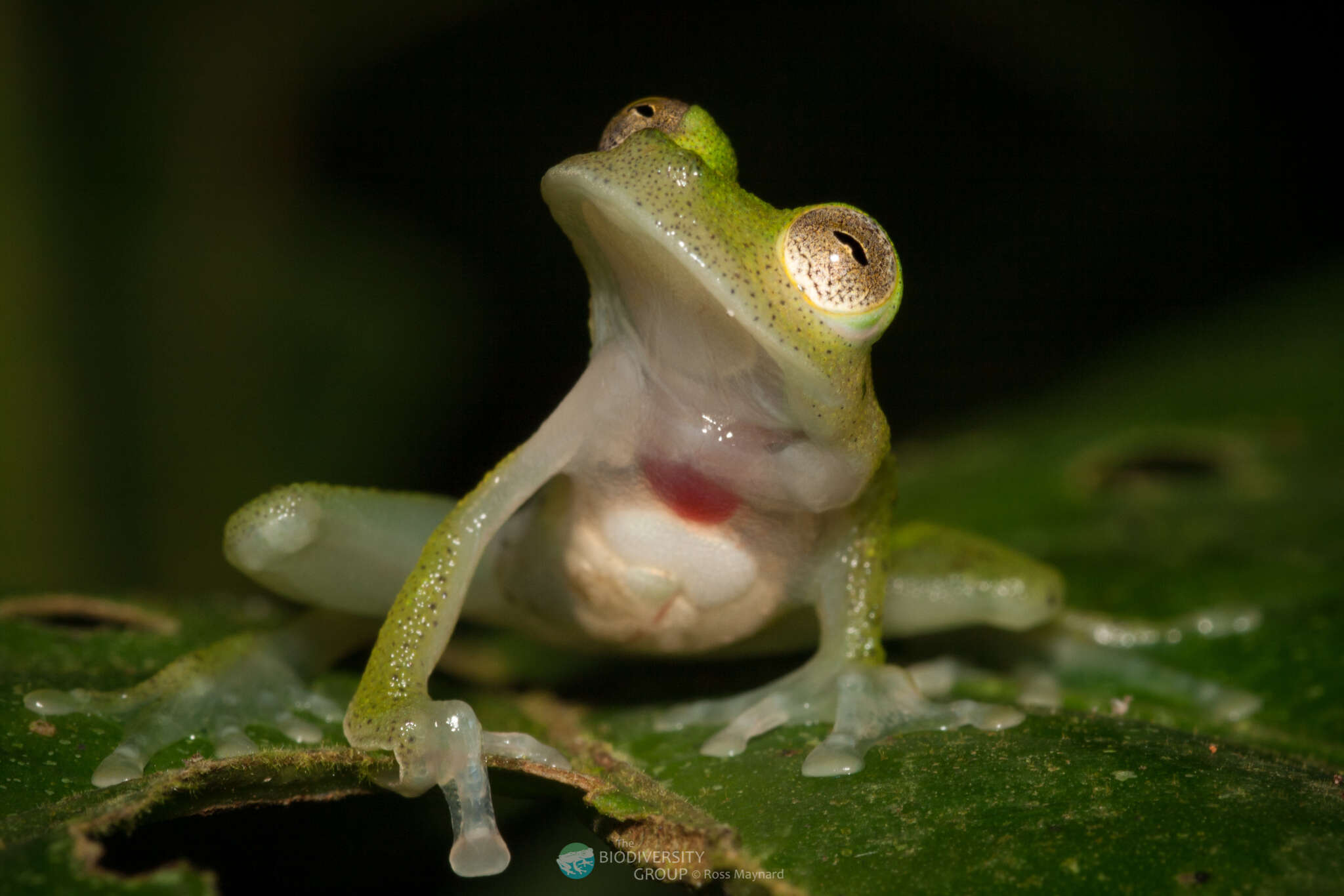 Image of Yuruani Glass Frog