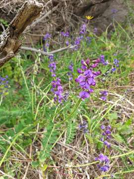 Plancia ëd Swainsona lessertiifolia DC.