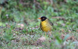 Image of Gould's Nightingale-Thrush