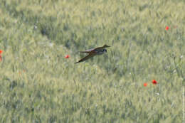 Image of Eurasian Hobby