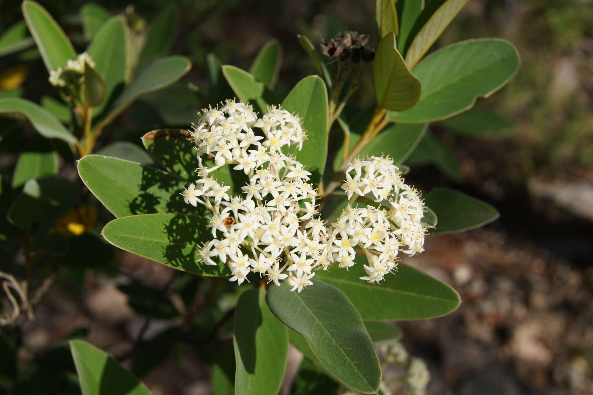 Pomaderris tropica N. A. Wakefield resmi