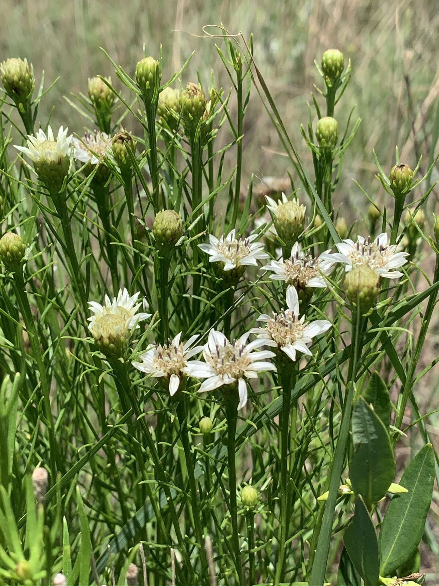 Image of Callilepis corymbosa