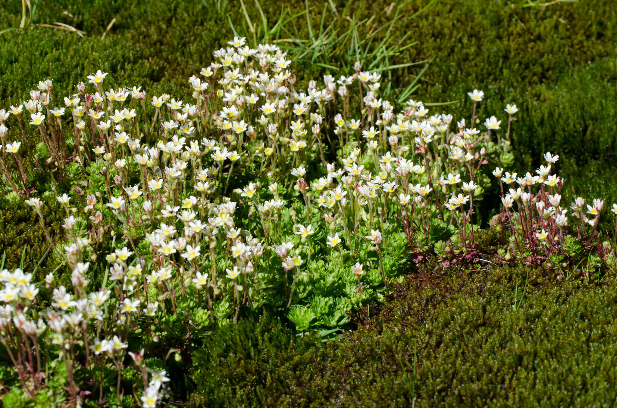 Imagem de Saxifraga praetermissa D. A. Webb